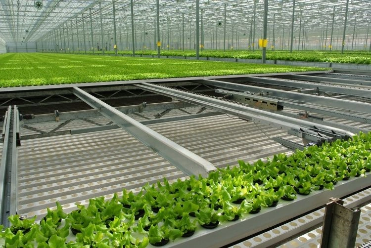 Бизнес в тепличных условиях