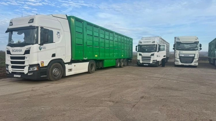 Начался экспорт племенных свиней в Казахстан