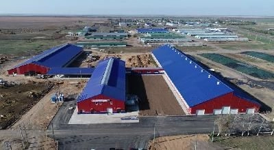В Марксовском районе реализован крупный инвестпроект в молочном скотоводстве
