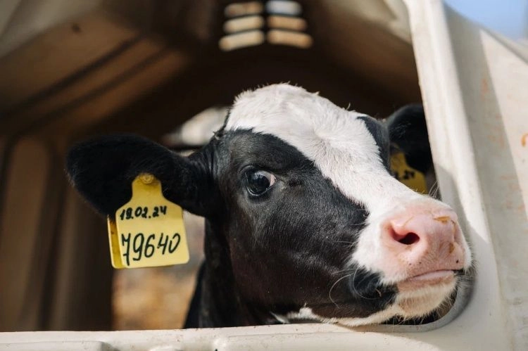 Агрохолдинг «СТЕПЬ» увеличил валовой надой молока на 21%