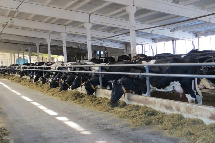 Нейростимуляция: как повысить продуктивность на молочной ферме без увеличения поголовья и площадей