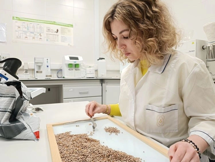 Экспортная чечевица соответствует нормам и требованиям