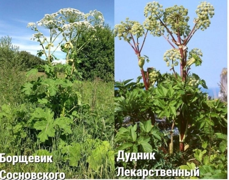 О различии борщевика Сосновского и дудника лекарственного