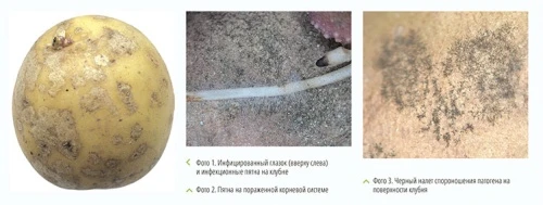 Серебристая парша картофеля