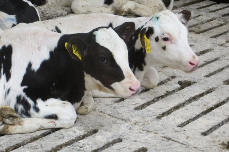 Страхование животноводства от террористических рисков