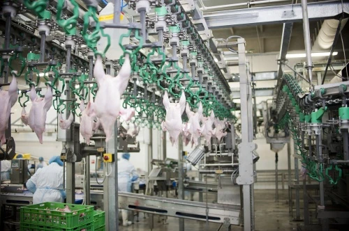 В регионе произведено на 10,2% больше скота и птицы на убой