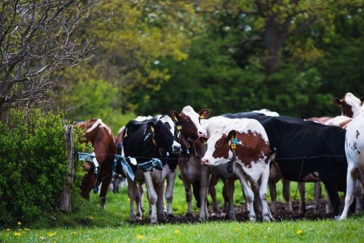Практическое применение данных о генетической устойчивости к болезням Практическое применение данных о генетической устойчивости к болезням