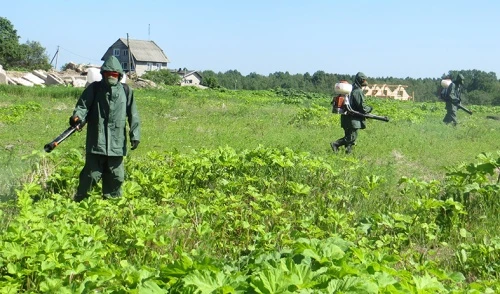 Борщевик отступает