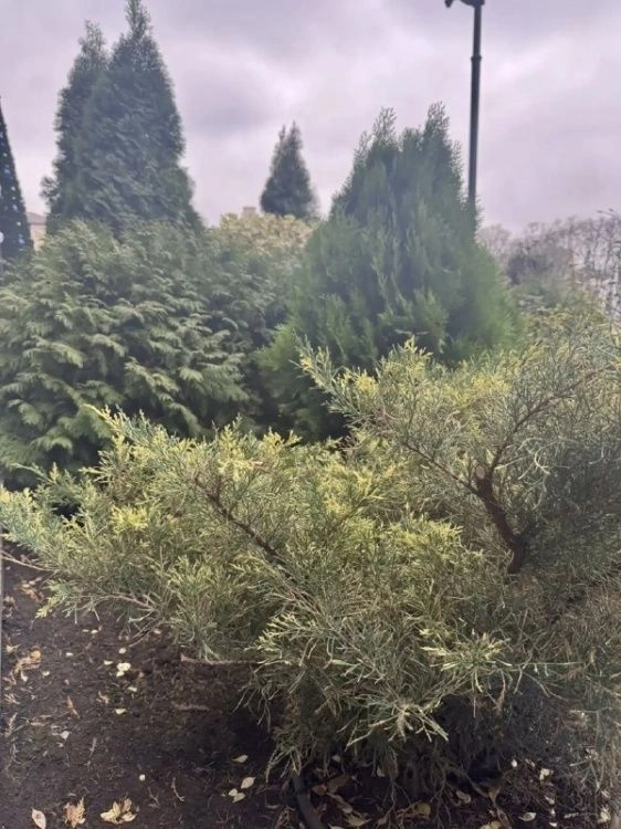 Почему хвойным растениям нужна особая подготовка к зиме