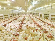 Влияет ли освещение на продуктивность в животноводстве