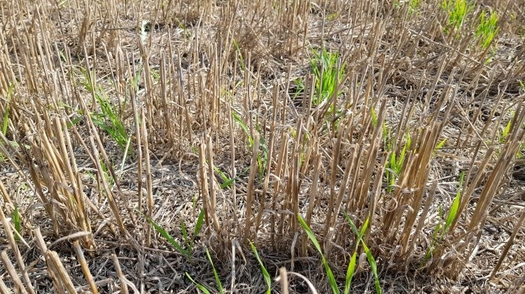 Осенняя засуха и начало страхования — обзор острых вопросов