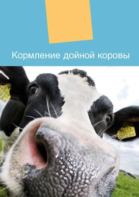 Кормление дойной коровы