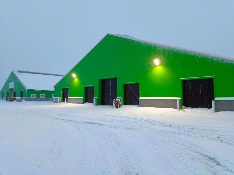 Тотемские буренки отпразднуют новоселье и Новый год в комфортном жилище