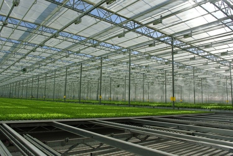Как новые технологии превращают теплицы в высокоточный бизнес