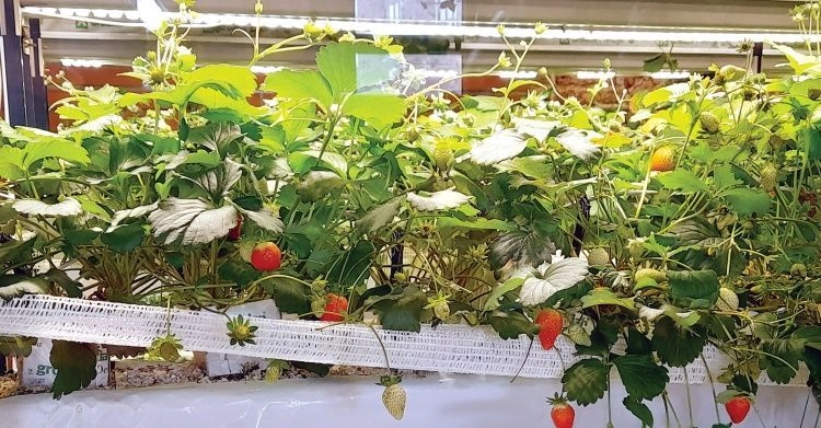 Ягоды России