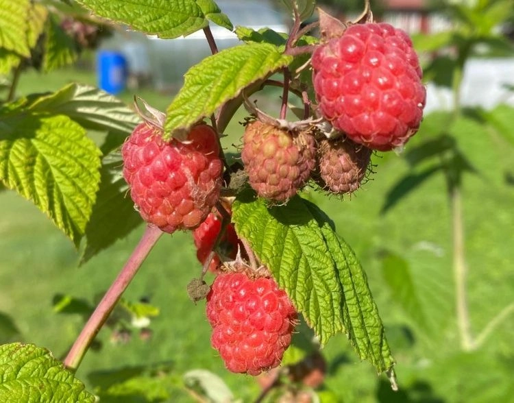 Малина ценный продукт для здоровья