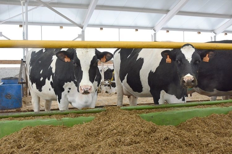 Южноуральские животноводы обсудили итоги работы в 2025 году