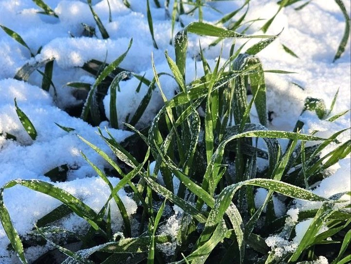 «Фрэнсис» обеспечил дополнительную защиту озимых