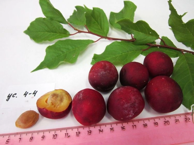 Уральские ученые создали сорт сливы «Шелест»