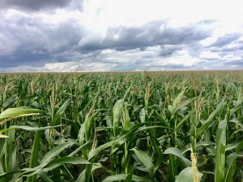 На AgroPro-2019 обсудили агрострахование