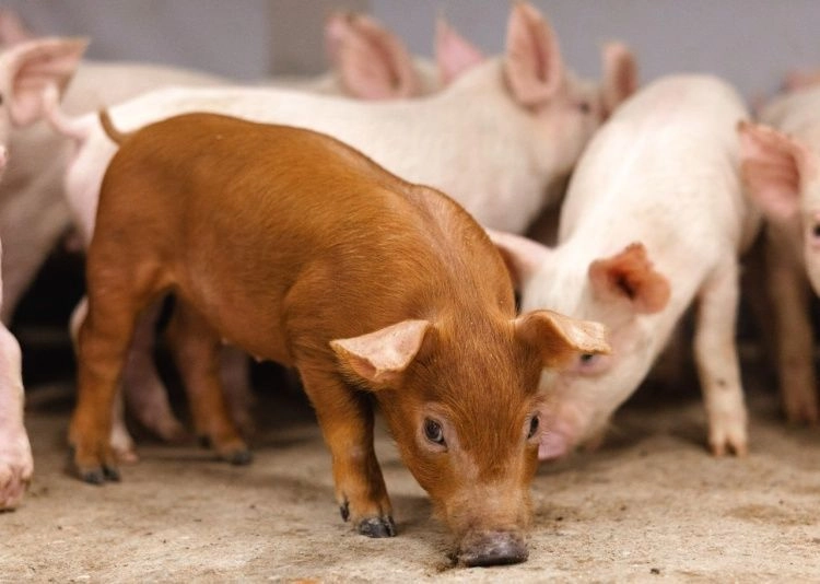 «Родниковский свинокомплекс» возобновил производство после модернизации 