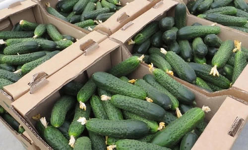 Цены на плодоовощную продукцию с начала января в среднем выросли на 3,1%