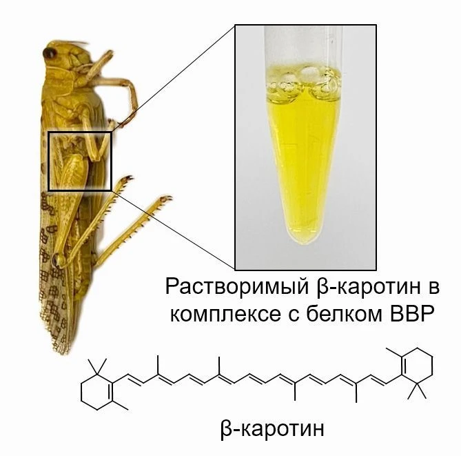 Почему самцы саранчи приобретают желтый цвет