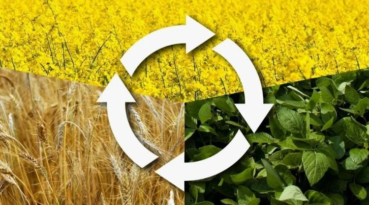 Севооборот сохраняет плодородие и повышает урожайность Севооборот сохраняет плодородие и повышает урожайность