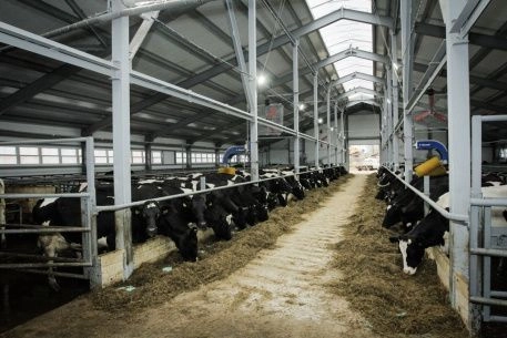 Показатели племенных хозяйств за 10 месяцев 2025 года