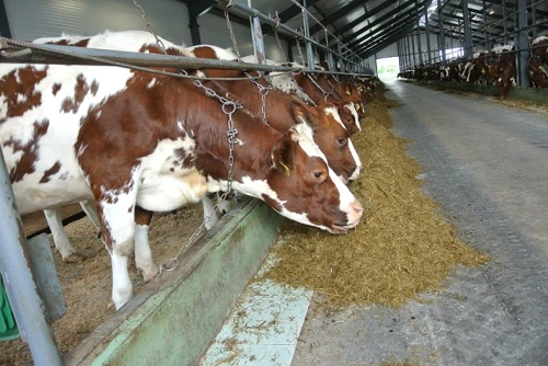 РМЦ: здоровый рубец и продуктивное долголетие