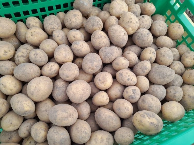 Как сохранить посадочный материал до весны