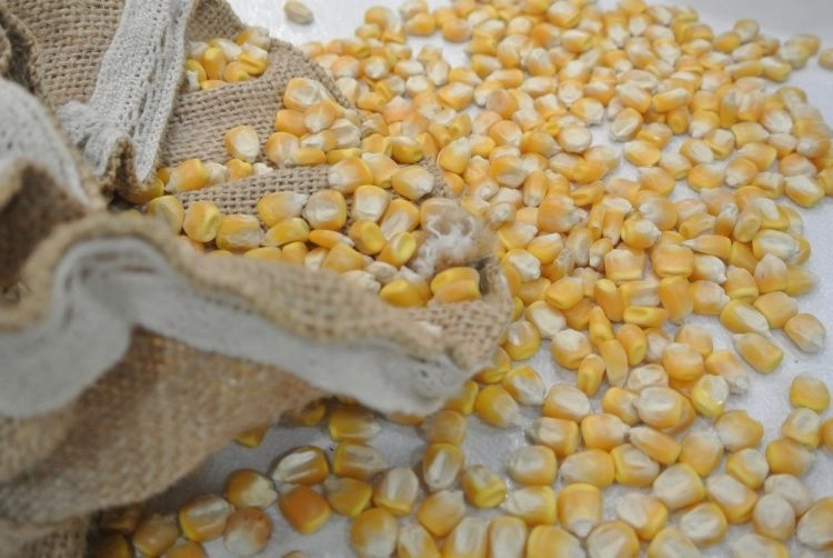 В России начали действовать обновленный ГОСТ на нут и новый на кукурузу