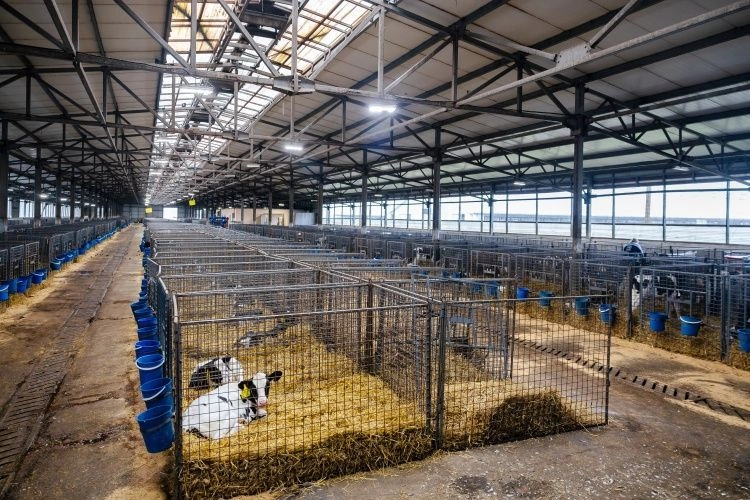 СХП «Мокрое» приступило к программе генотипирования