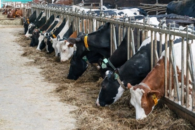 Более 23 миллионов рублей на развитие мясного животноводства