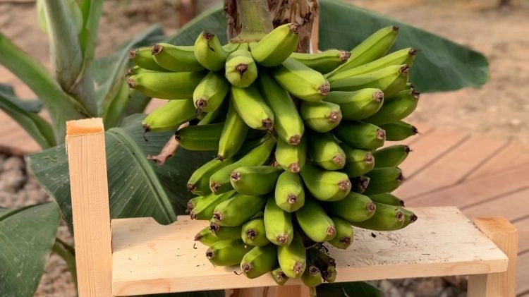 Первый российский банан вырастили в Сочи
