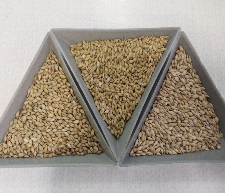 Специалисты поделились результатами анализов семян ячменя