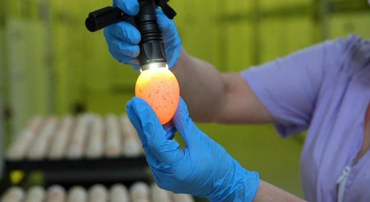 Увеличена мощность репродуктора индейки Увеличена мощность репродуктора индейки