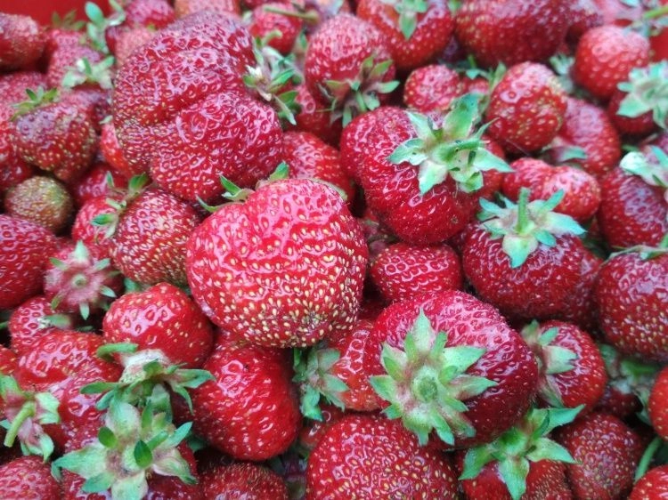 Открытый диалог о будущем ягодной отрасли