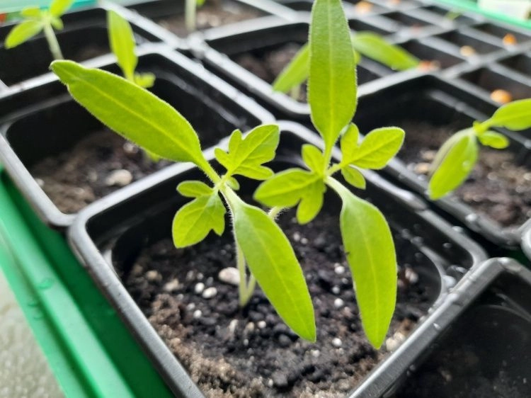 Критические промахи огородников: что губит вашу рассаду