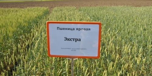 Сорт «Экстра» дал рекордный урожай