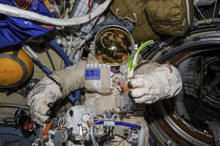 Космическая грядка