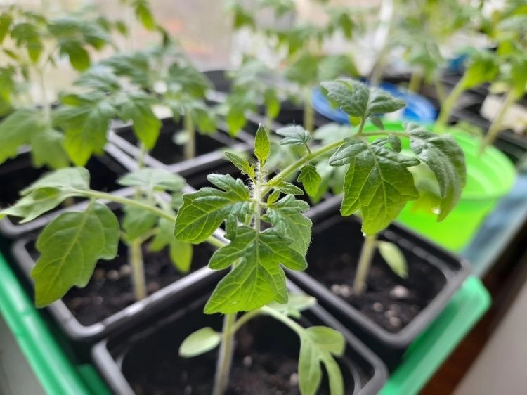 Комнатное огородничество: секреты культивирования помидоров на окне