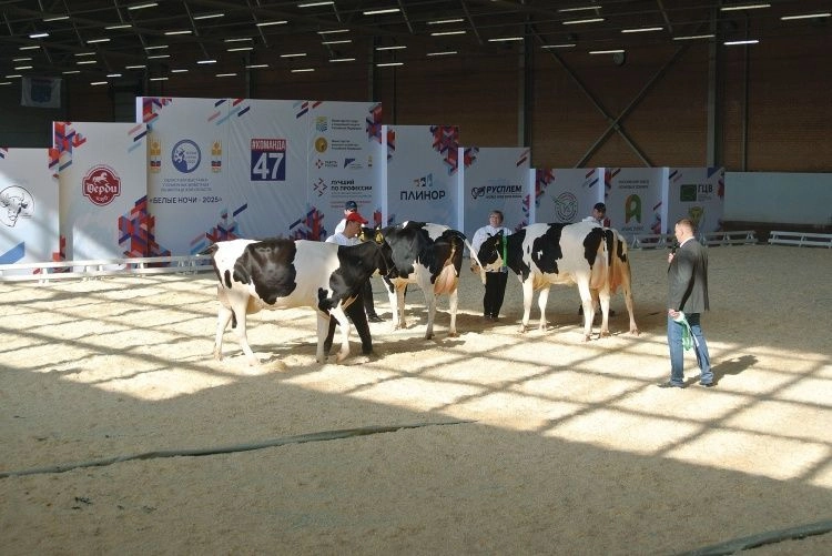 На ринг выходили лучшие