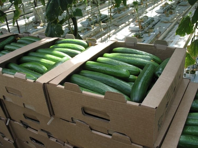 Топ-3 тренда в сфере АПК