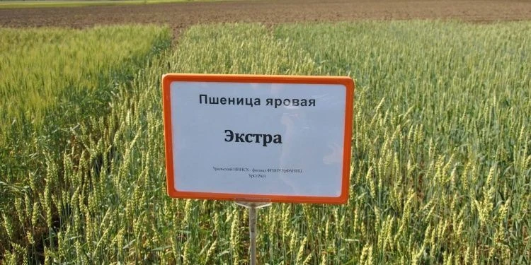 Сорт пшеницы «Экстра» может получить широкое распространение Сорт пшеницы «Экстра» может получить широкое распространение