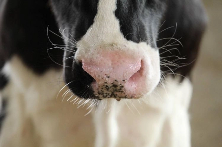 От молочных журналов к геномной селекции: как сто лет истории изменили генетику КРС