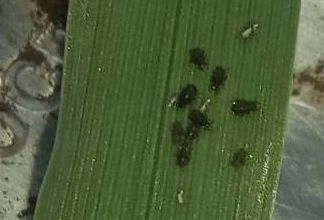 Аграриям рекомендуют меры против злаковой тли
