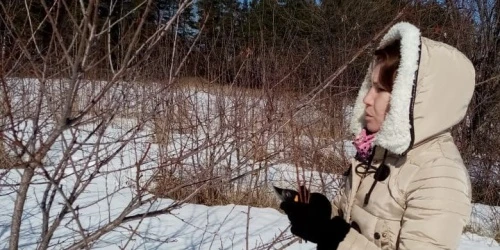 В Дагестане изучают уральские сорта плодовых культур