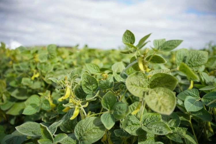 Республика Татарстан возглавила рейтинг инновационности регионов в АПК