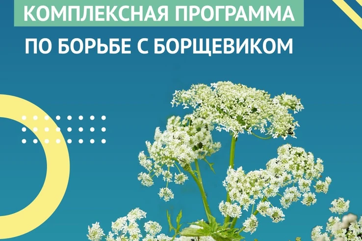 В области стартует сезон борьбы с борщевиком В области стартует сезон борьбы с борщевиком